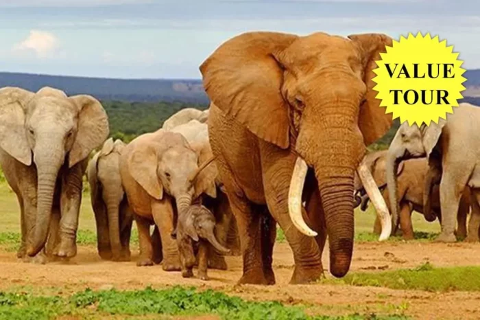 An Extraordinary Safari Adventure in Kenya