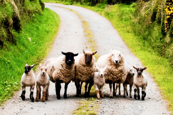 Exploring the Highlights and Treasures of Ireland and Scotland
