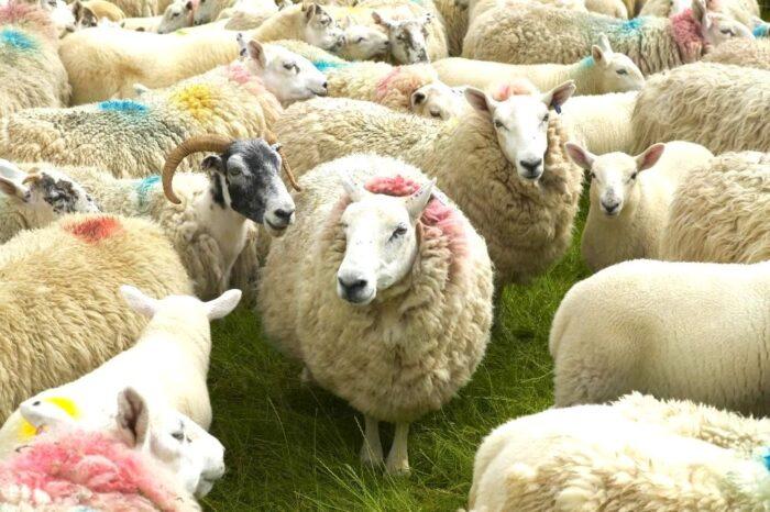 A Crochet Adventure in beautiful Ireland & Scotland