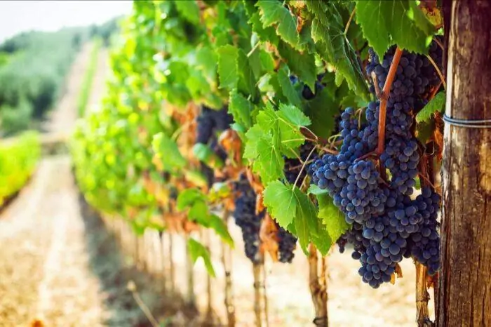 7-DAY TUSCANY