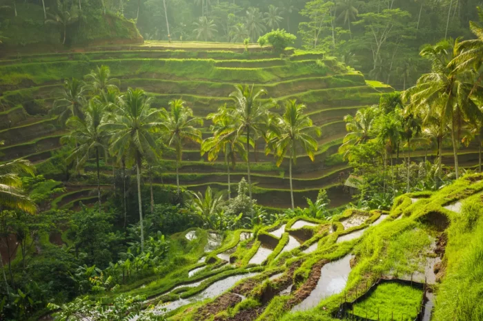 9-DAY BALI