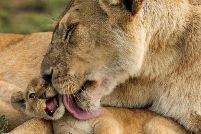 6-DAY KENYA SAFARI EXPEDITION WITH JIM WEST