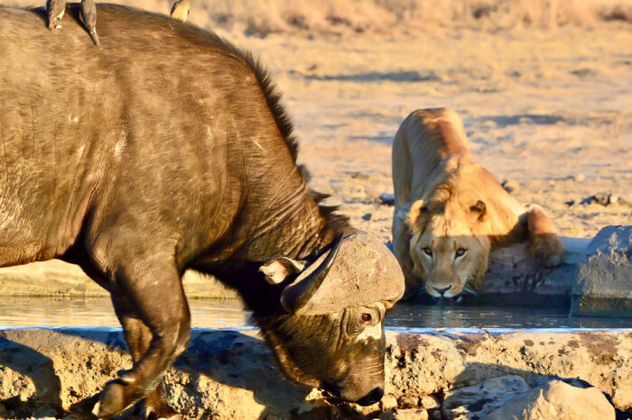 Safari Expedition & Adventure in Kenya